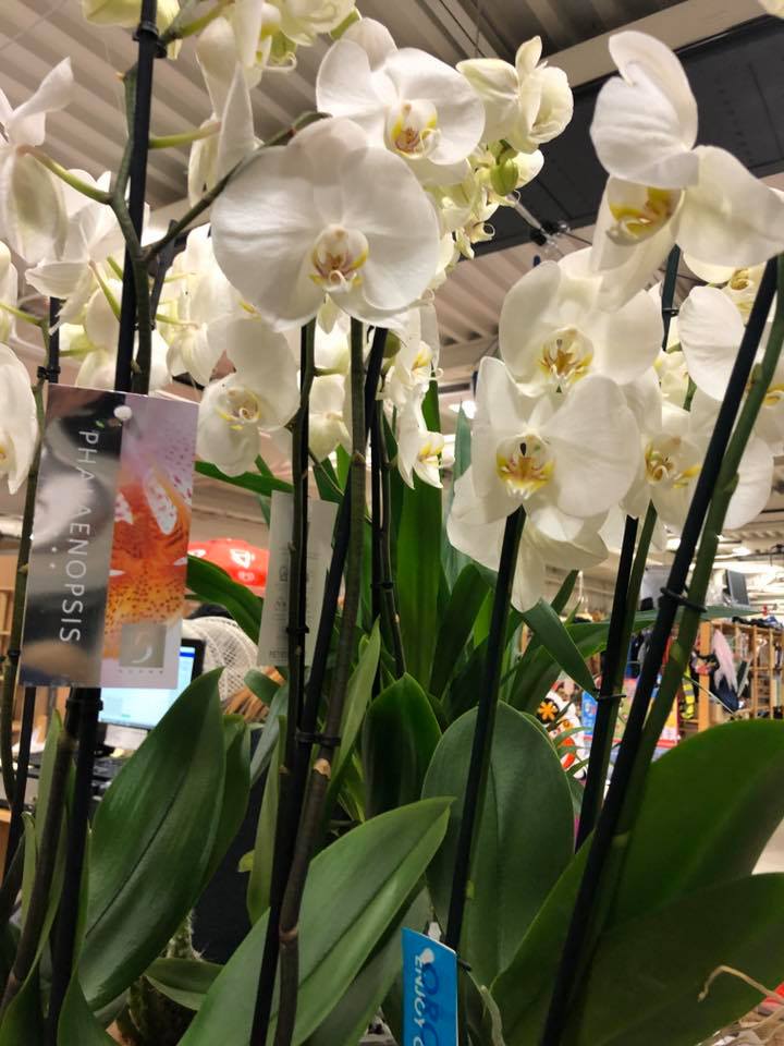orkideer